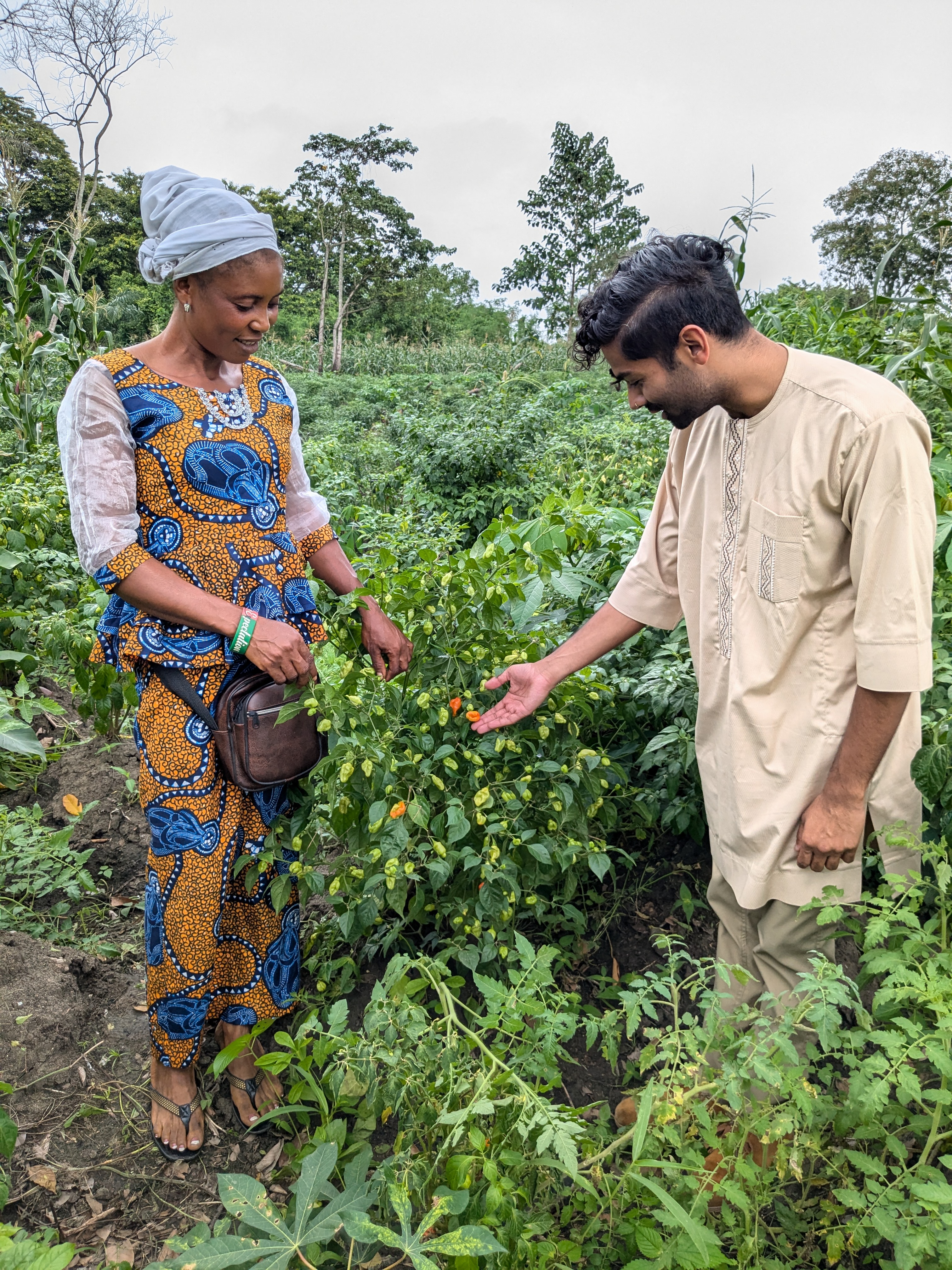 Pepper crops in Olodo community