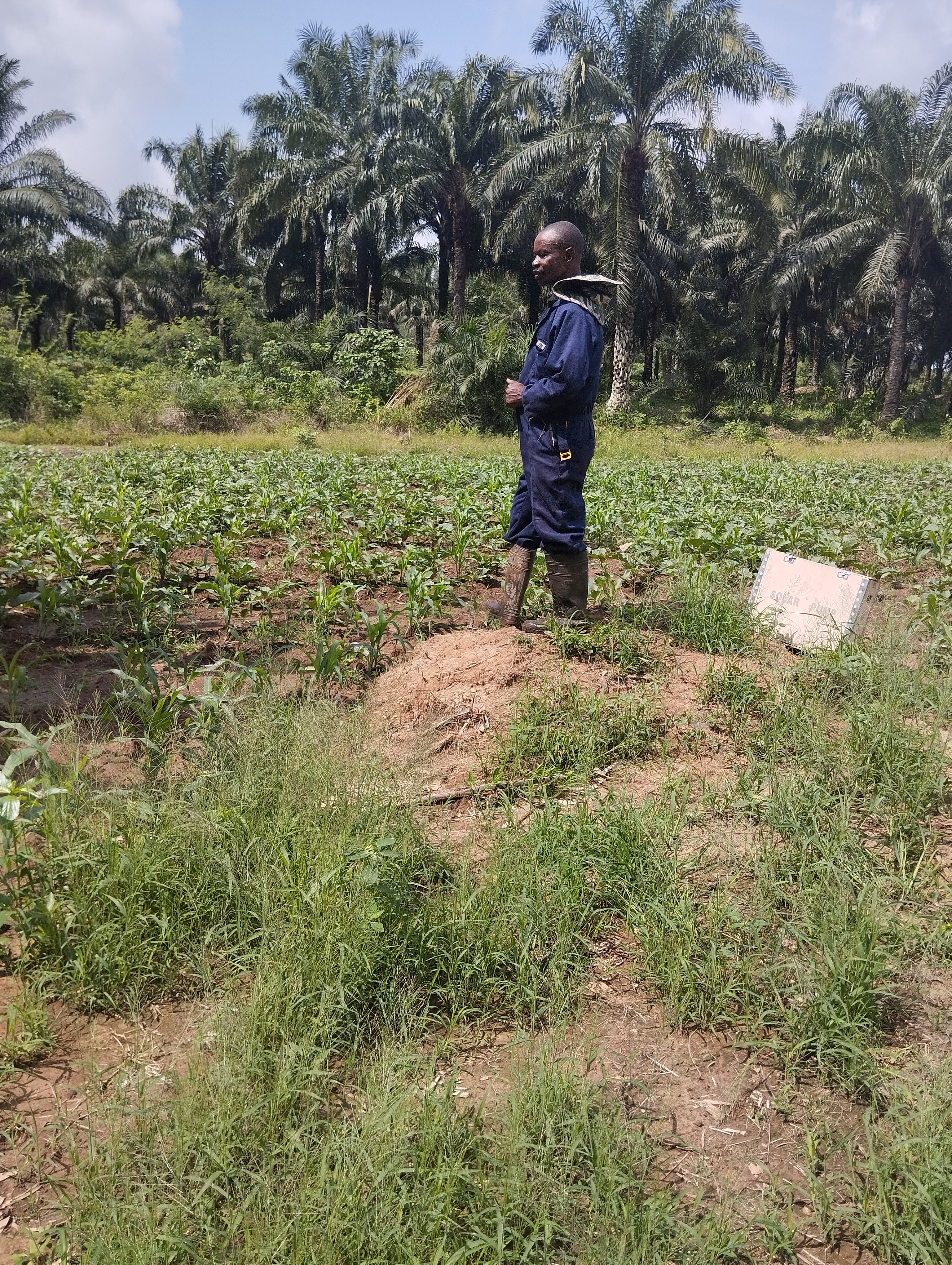 Mr. Okeke, Farmer from Ibadan State